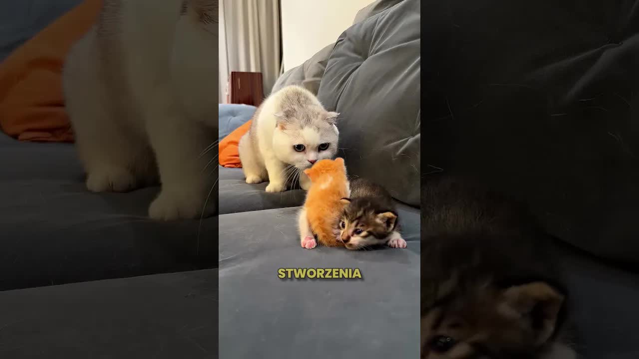 Bezdomna kotka zostawiła kocięta mężczyźnie