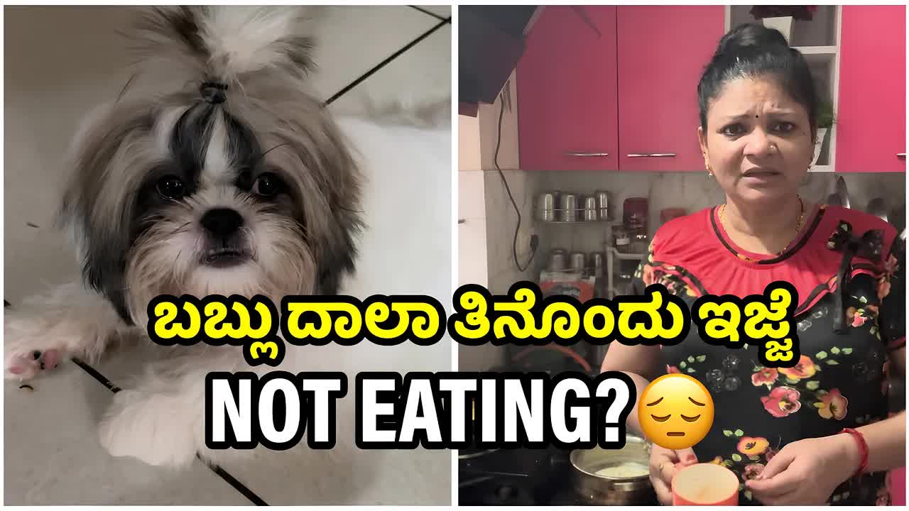 ನಮ್ಮ ಶಿಹ್‌ತ್‌ಜು ನಾಯಿಯ ಜೊತೆ ಮನೆಯಲ್ಲಿ ಊಟ