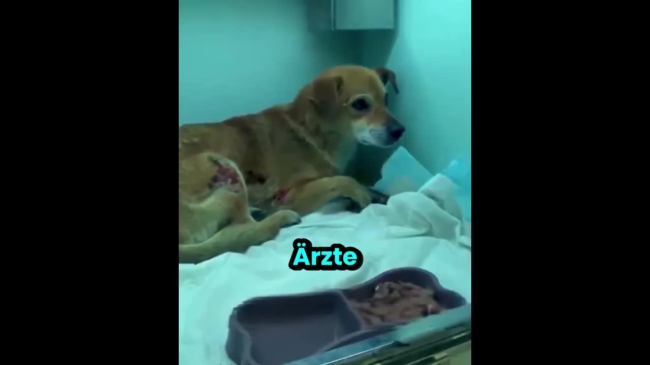 Hund überlebt Hausbrand und trifft Besitzer wieder