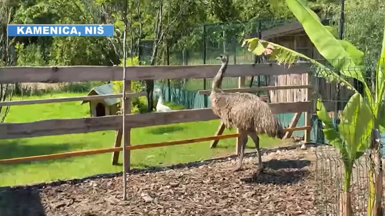 Australijski emui i virtuelno udomljavanje u Nišu