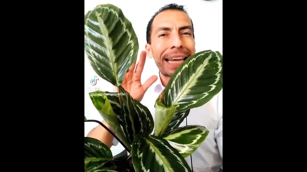 tres consejos para cuidar tus plantas calathea