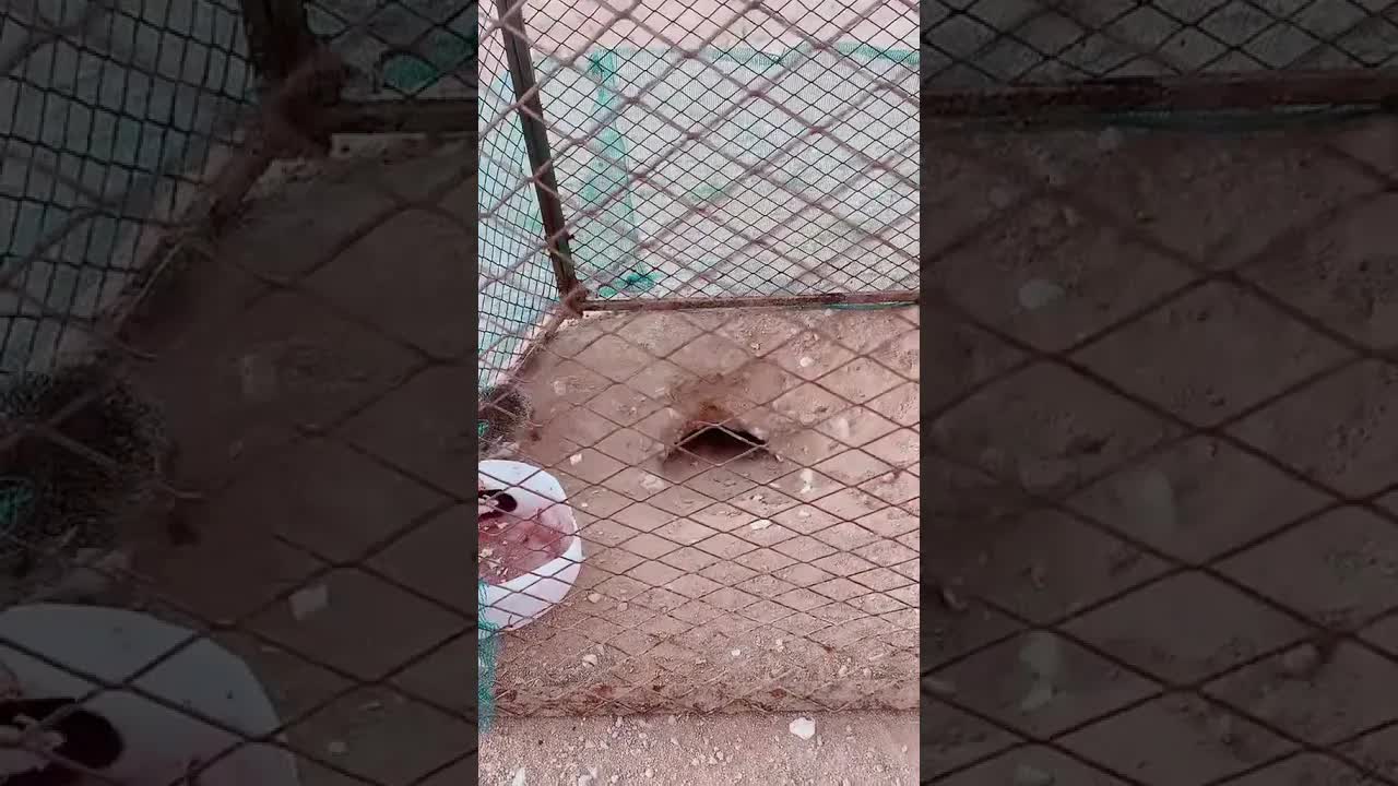 علاج الثعبان وقنفذ يقتحم جحره