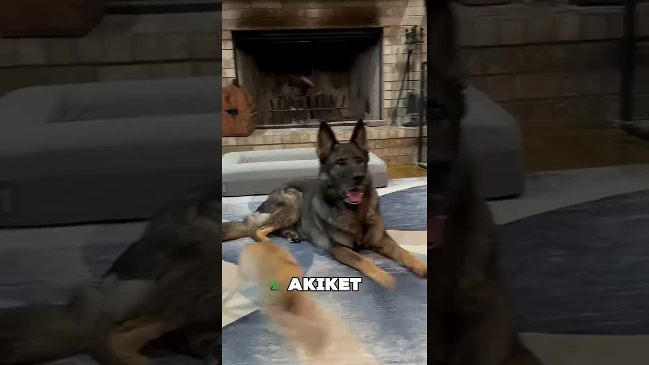 Ne zavarj meg egy rókát, amikor így viselkedik