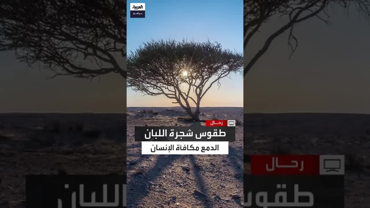 شجرة اللبان وعلاقتها الغريبة بالإنسان عبر التاريخ