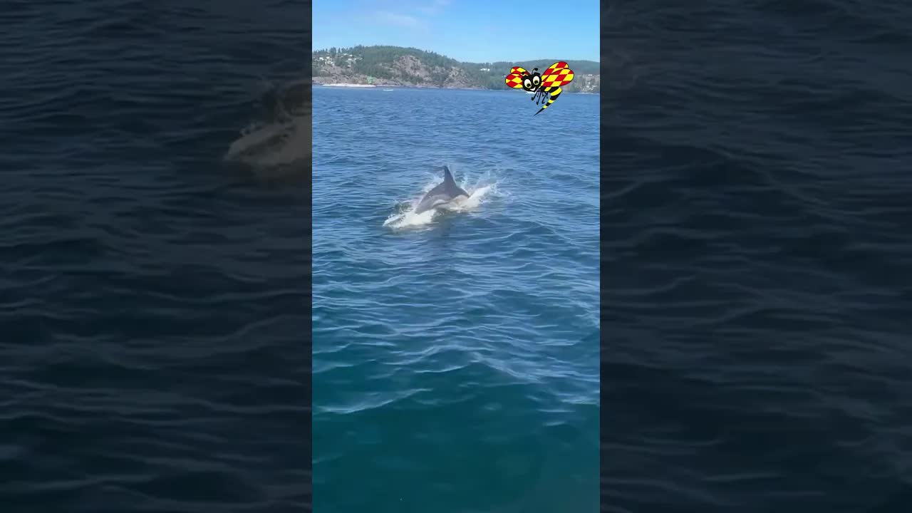 Magiskt möte med delfiner i Havstensfjorden