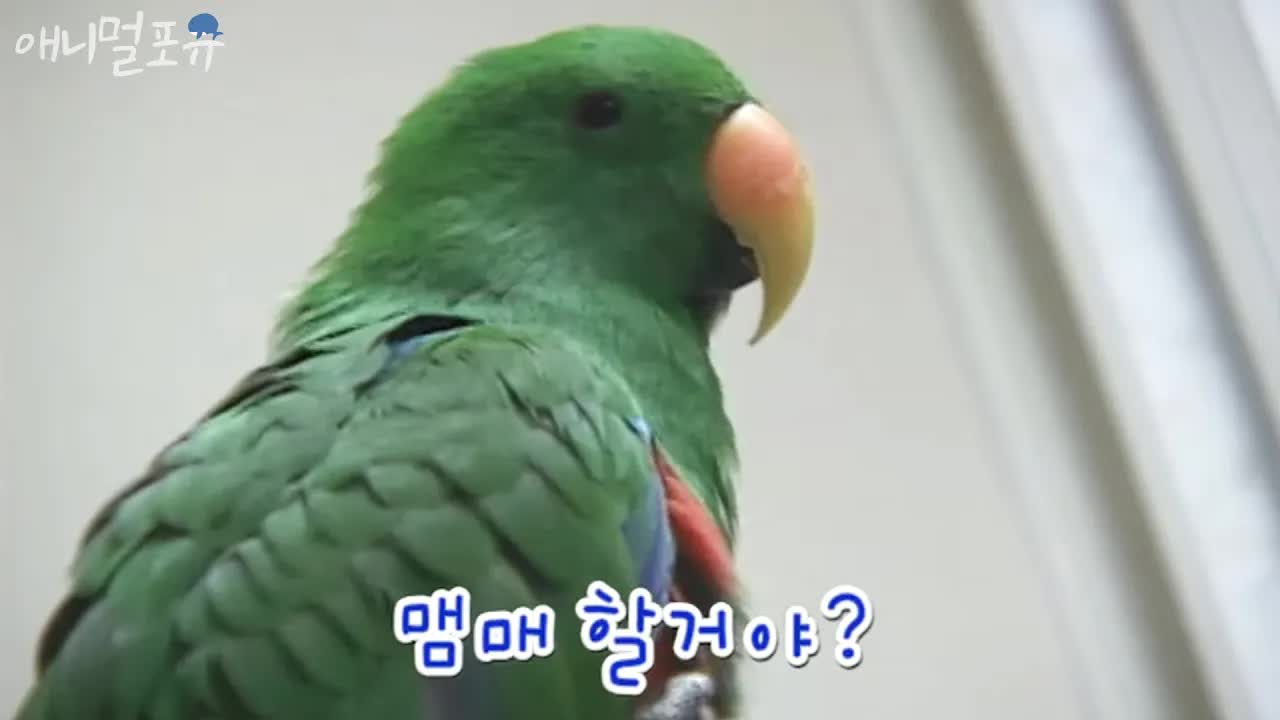 부산 사투리 앵무새 제리의 일상