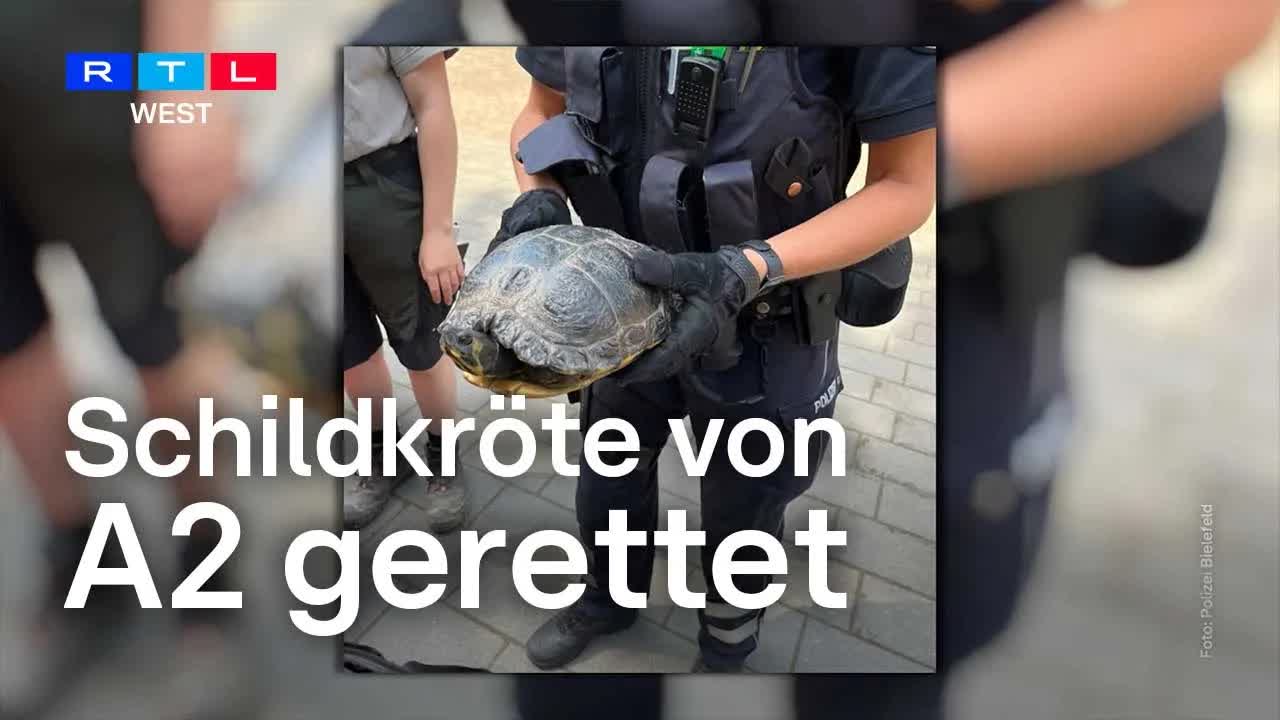 Schildkröte von der Autobahn gerettet und im Tierpark versorgt