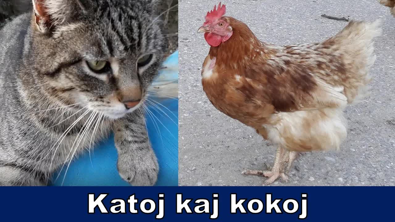 Promenado printempa al bieno kun kokoj kaj katoj