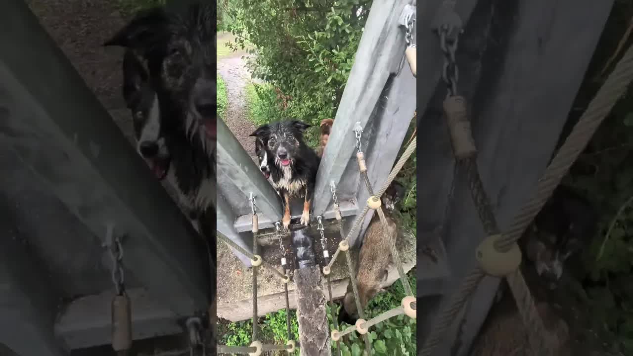 Des chiens qui apprennent à obéir