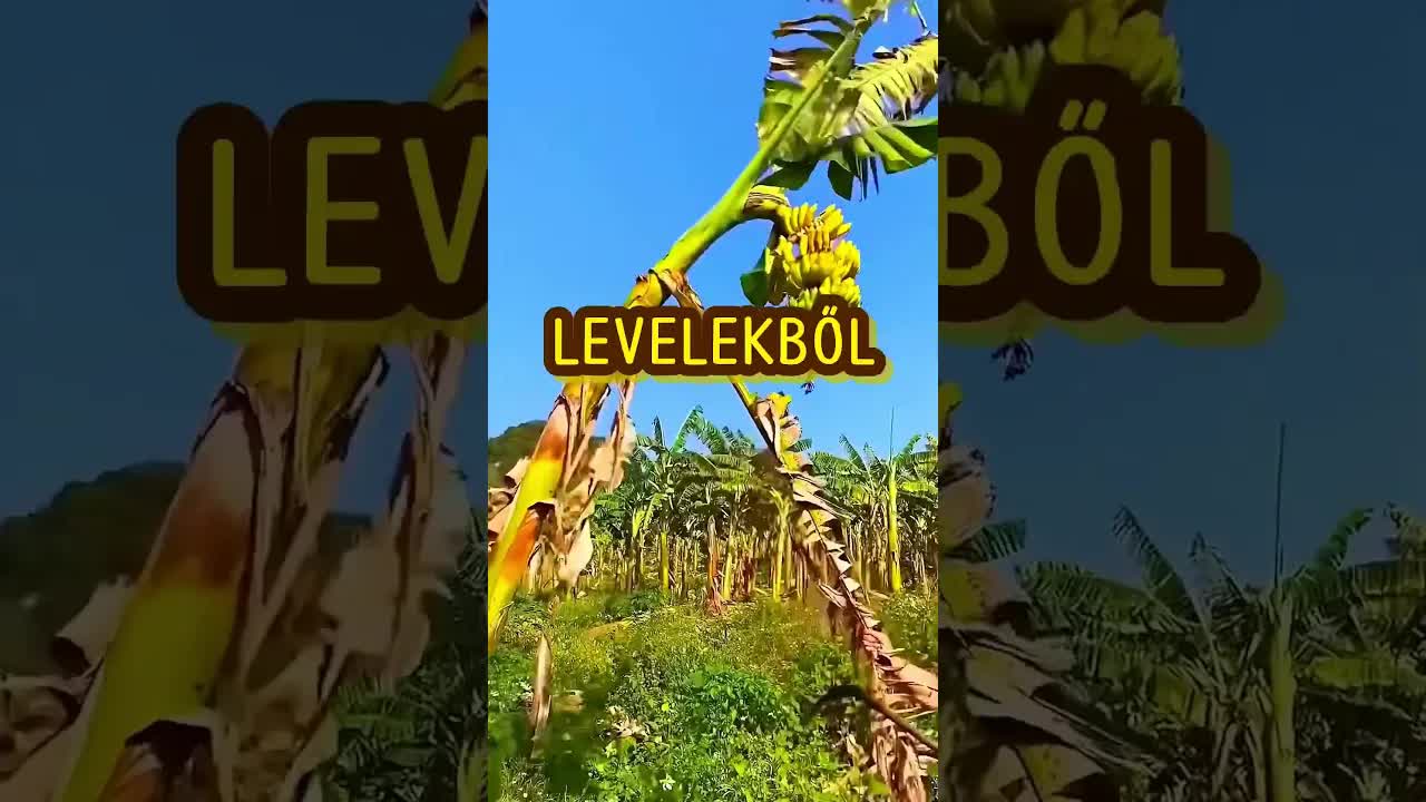 Miért vágják ki a banánfát termés után?