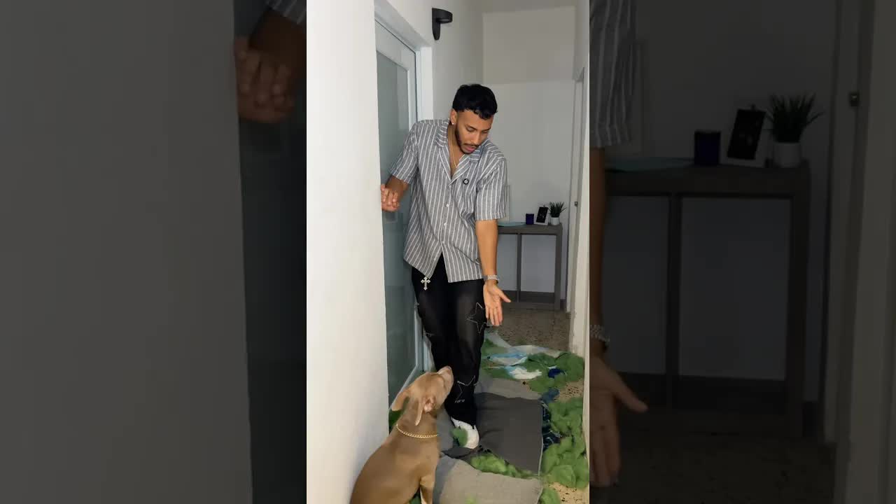 mi perro destruyó la casa mientras yo no estaba