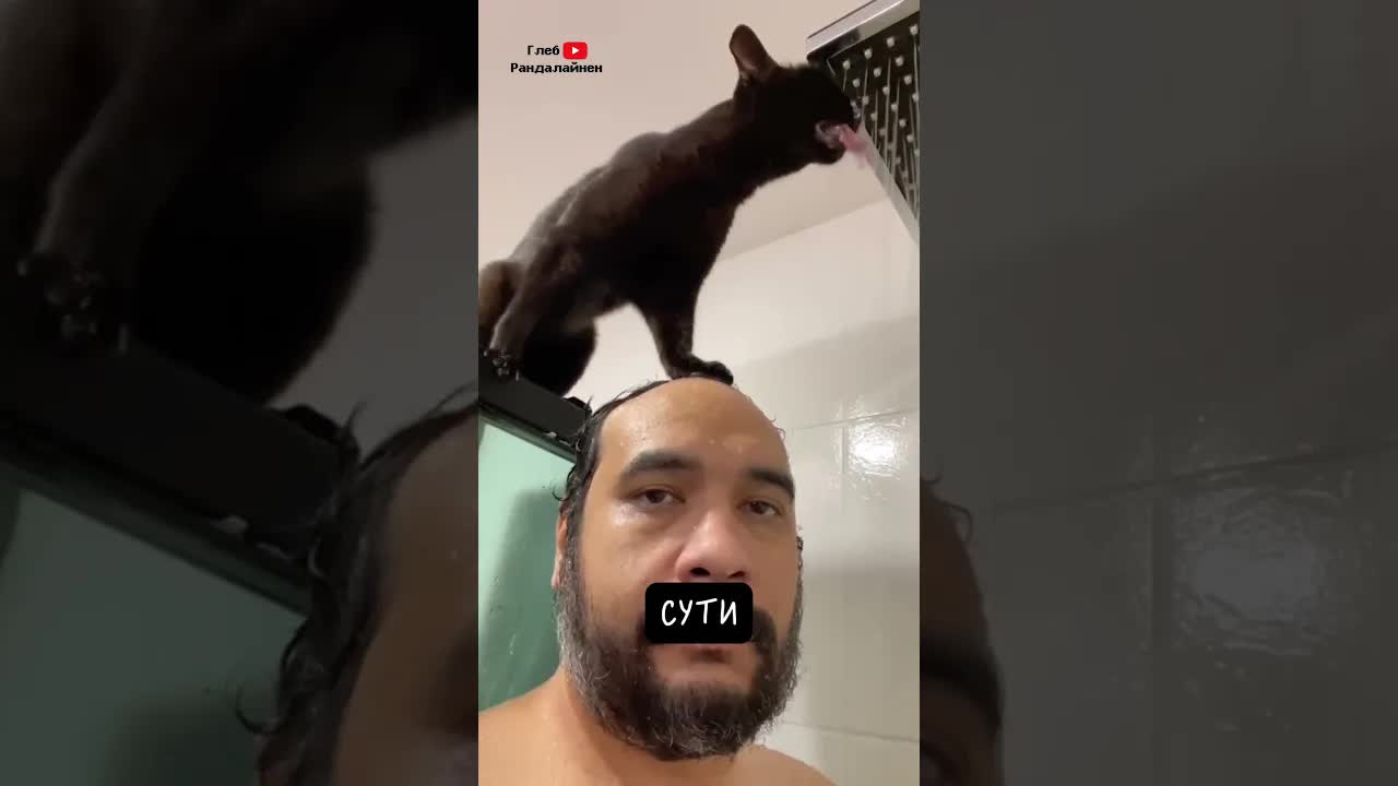 Мифы о любви кошек к людям