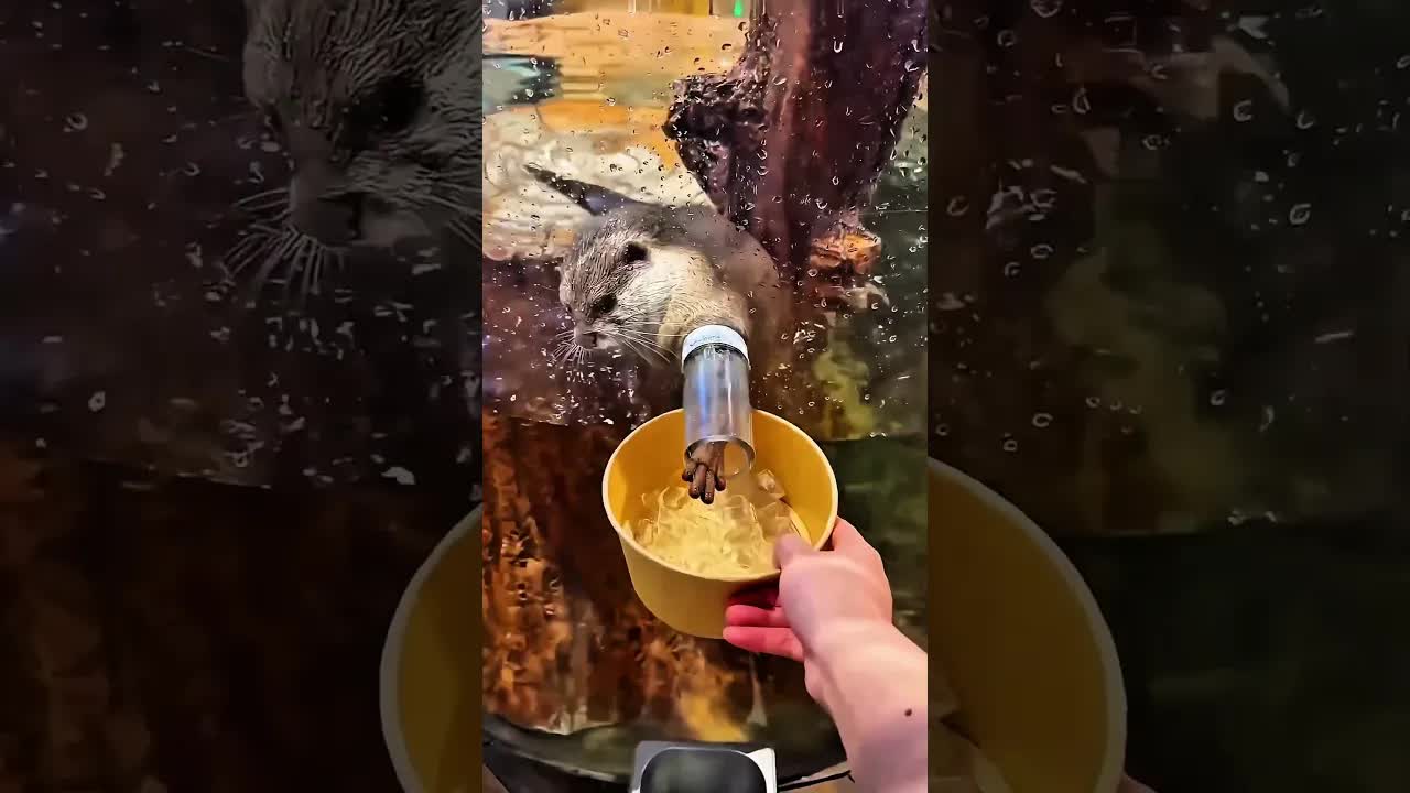 ثعلب البحر طلب التلج بطريقة كيوت