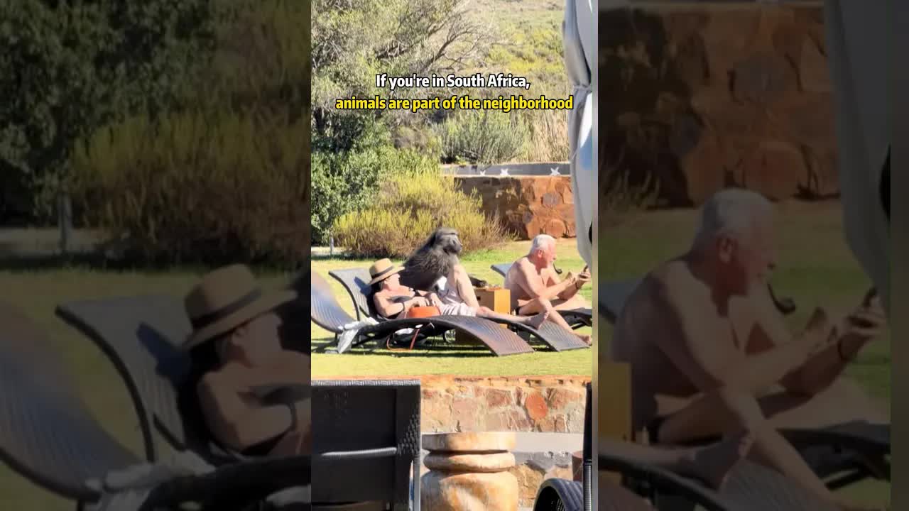 Tourists React To Wild Animals In South Africa