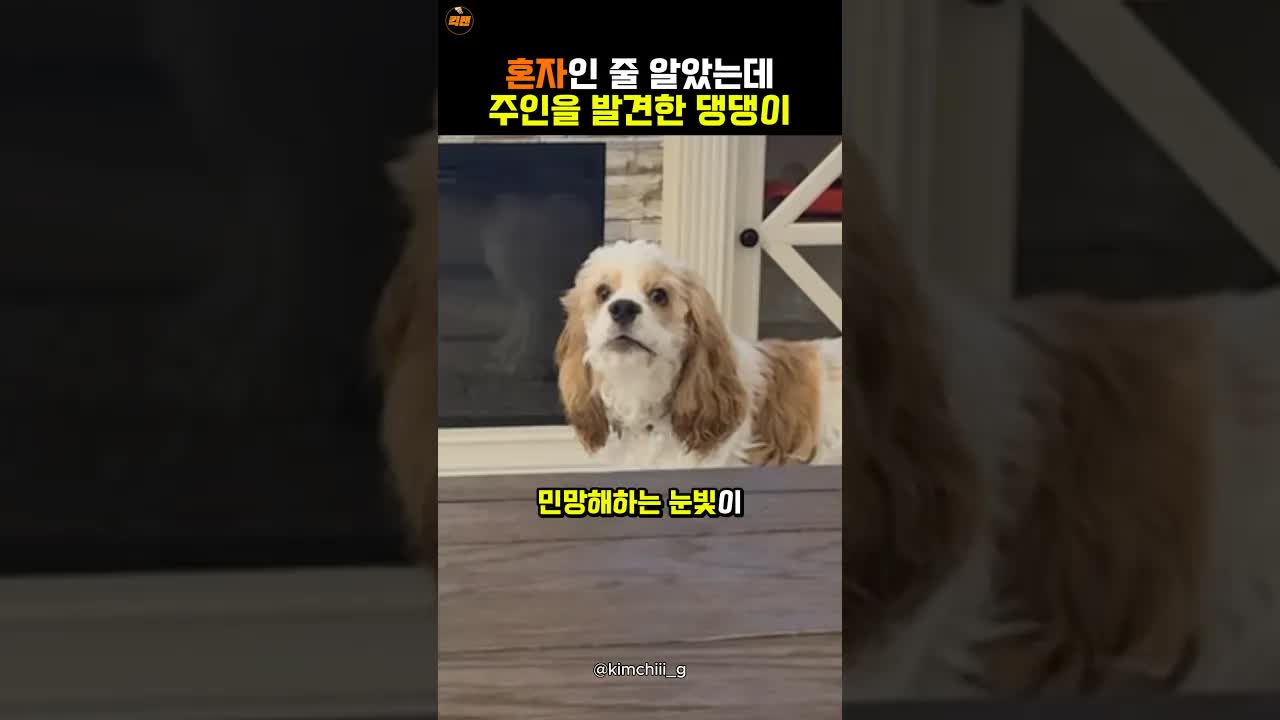 혼자인 줄 알았는데 주인 발견한 댕댕이