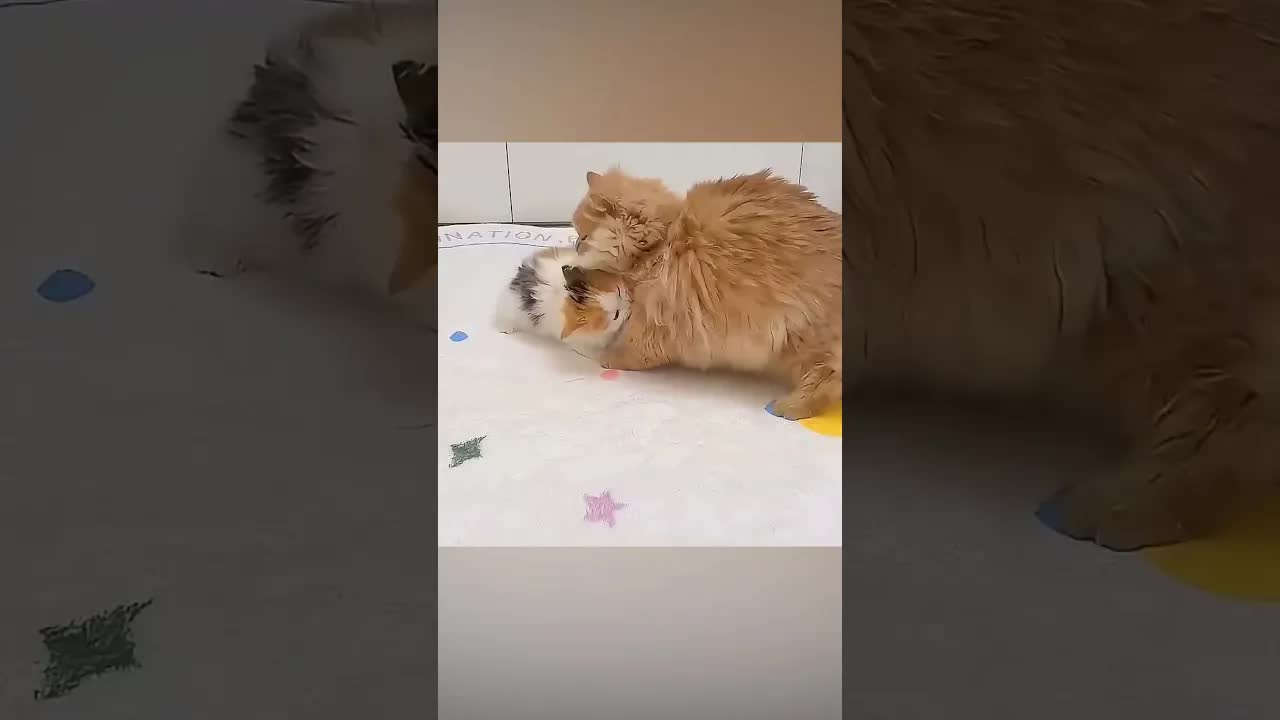 قصة قط صغير لطيف ومغامراته المضحكة