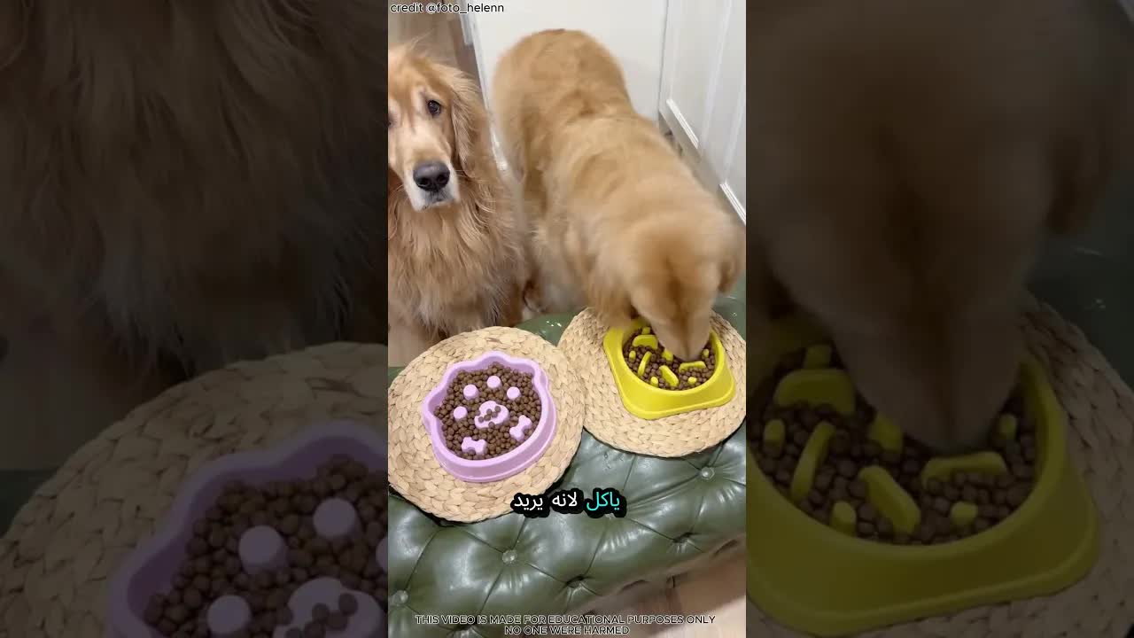 مالك يطبخ للكلب بطريقة خاصة
