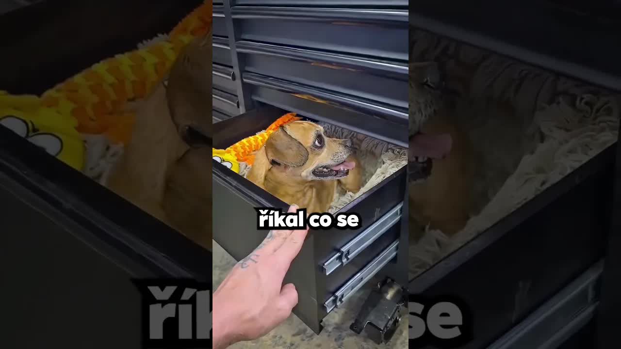 Pes v šuplíku: Co se stane?