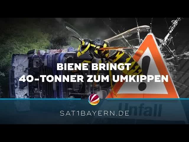 Biene im Lkw-Führerhaus: 40-Tonner kippt um