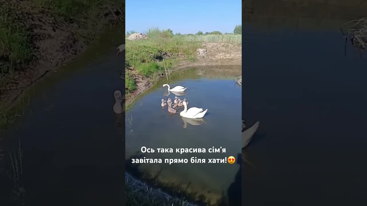 Красива сімʼя птахів біля хати