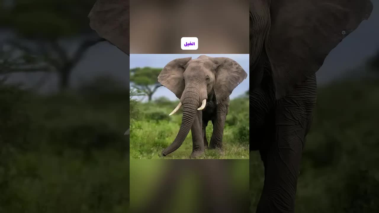 رد فعل الحيوانات بعد غياب أصحابهم
