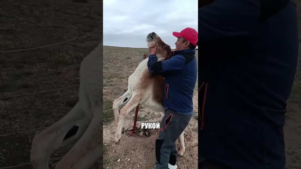 Парень спас осла из стальной ловушки