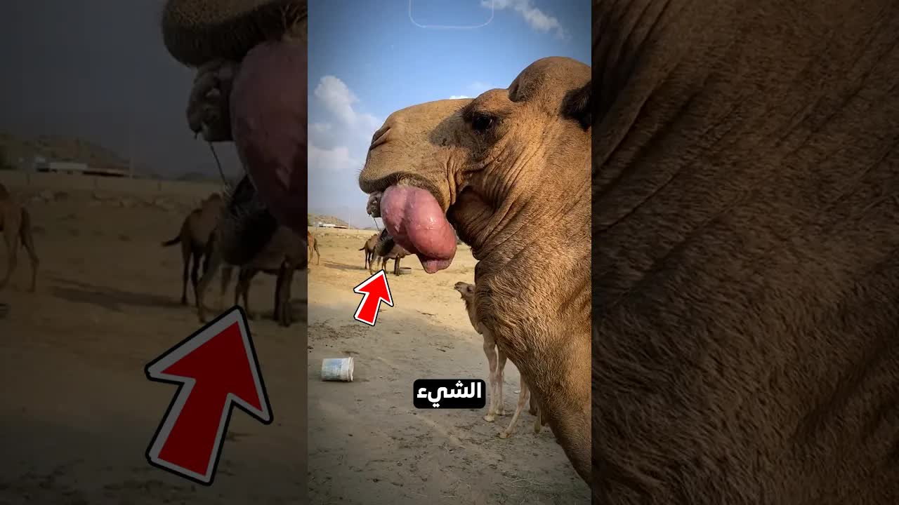 إذا رأيت جملاً يخرج هذا الشيء، اهرب فوراً