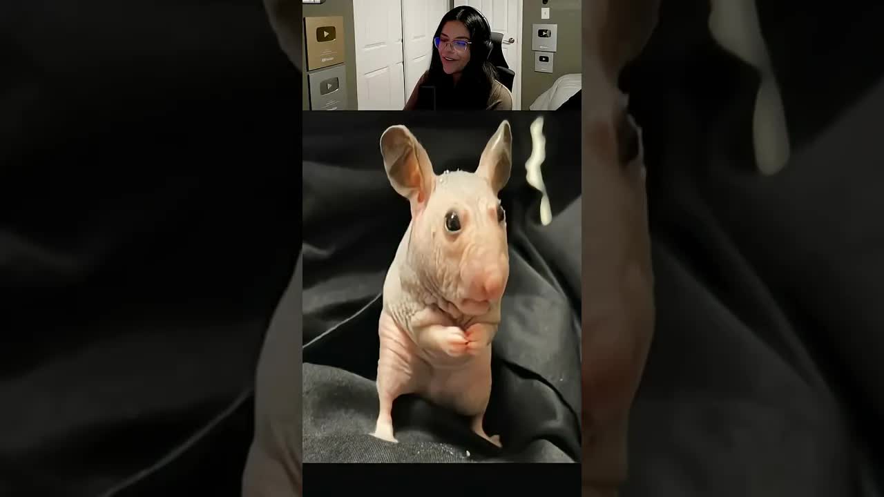 Cómo se ven los animales sin pelo