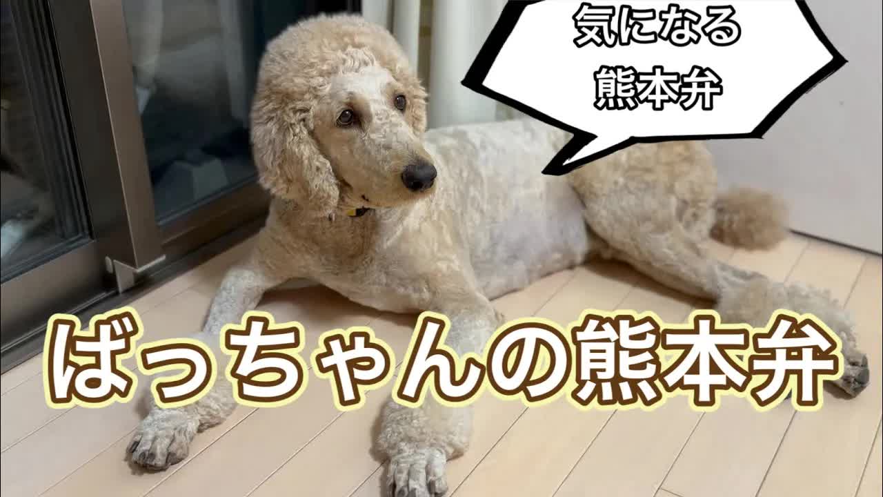熊本弁の解説とくまモンの本名