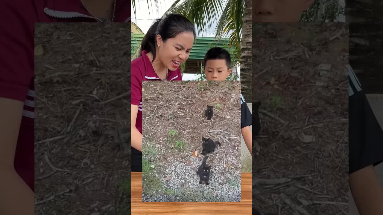 Đếm số mèo trong tranh đố vui