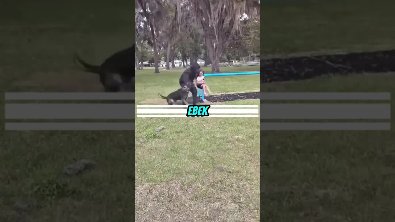 Egy nő és három juhászkutya éjszakai őrsége