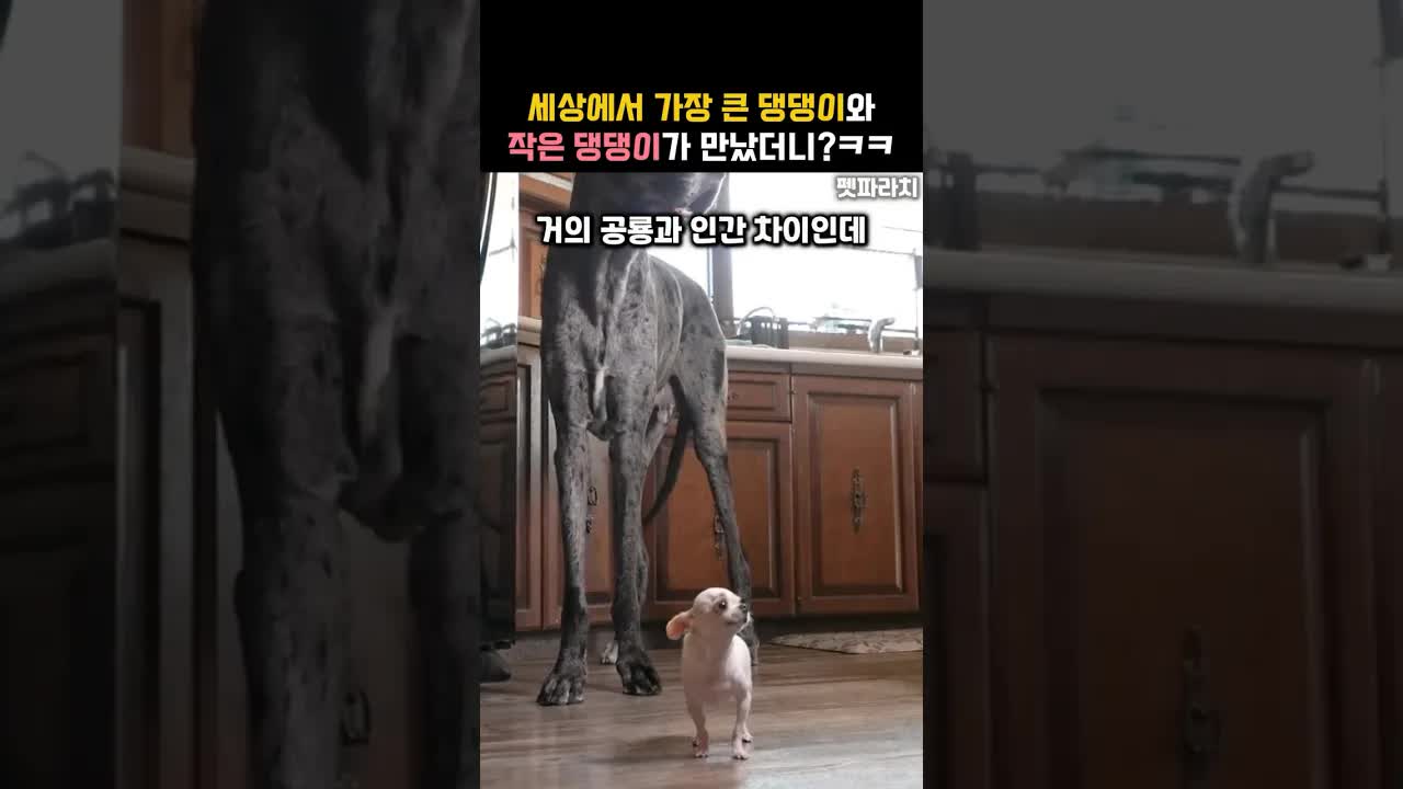 가장 큰 개와 작은 개의 귀여운 만남