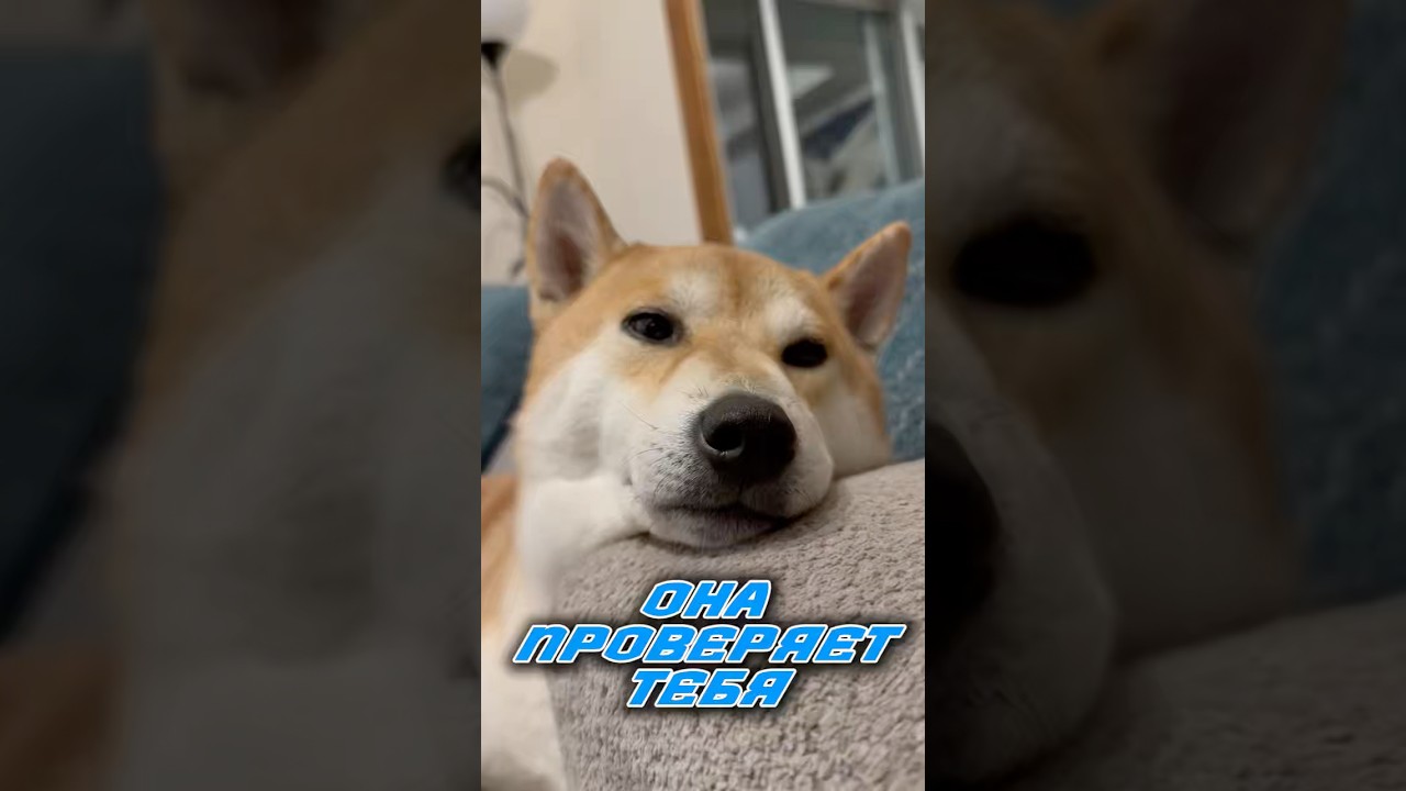 Как собака проверяет вашу любовь