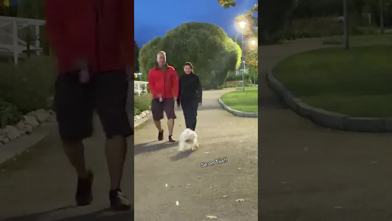 Tunnistaako perheen koira Hellen?