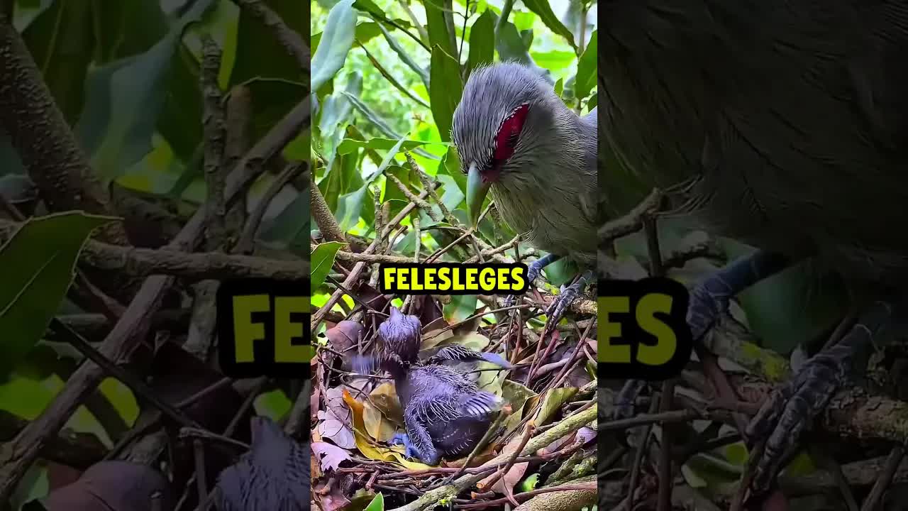 Madármamák okos trükkje a tisztaságról