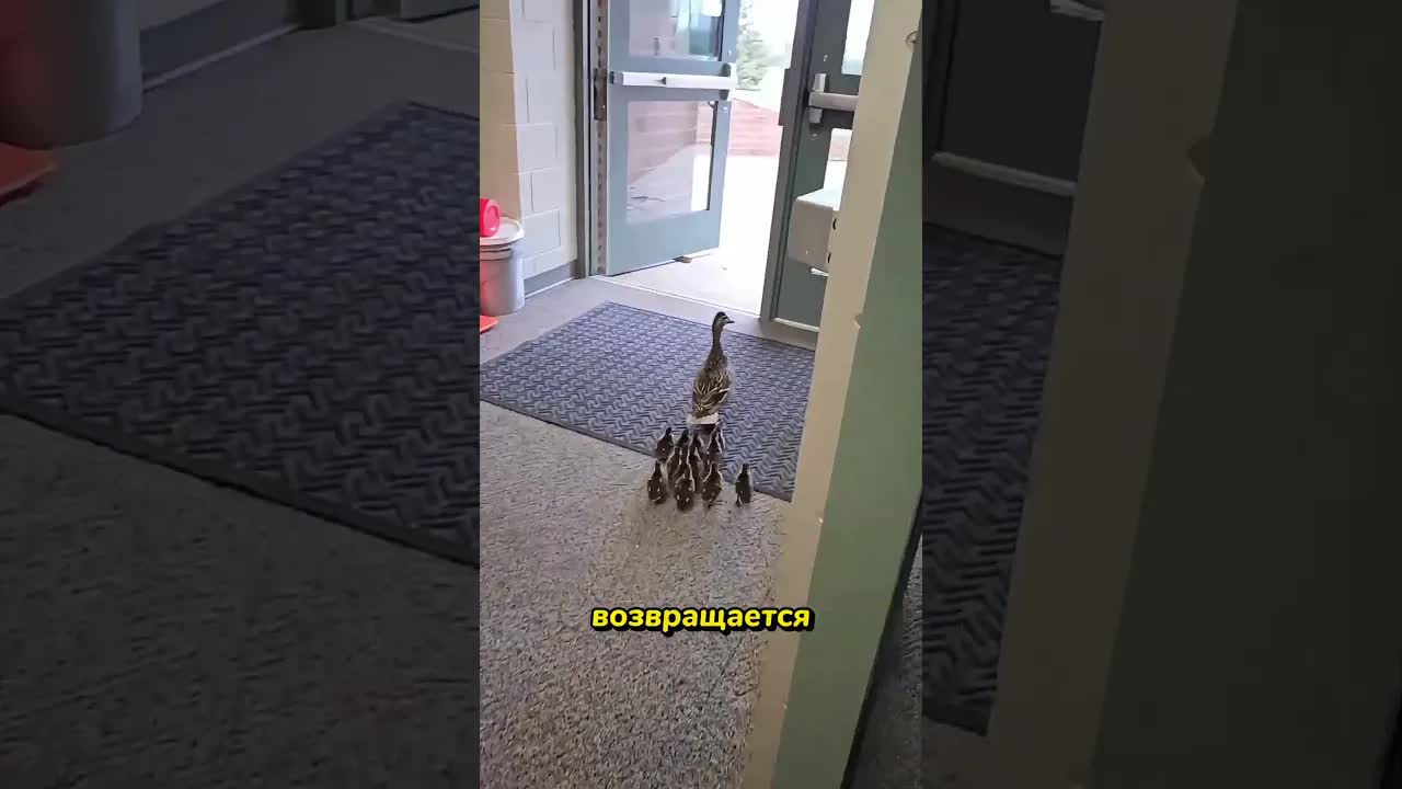 Как ученики спасают утят в школе