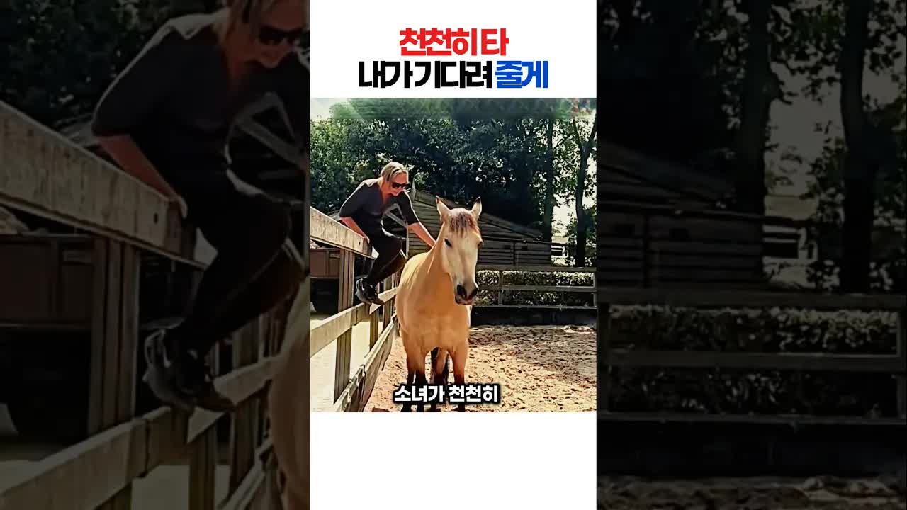 울타리 위 소녀와 말의 감동적인 만남