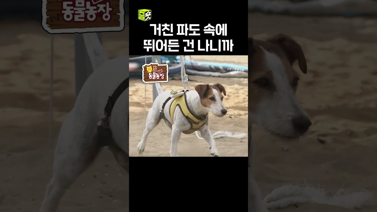 망고의 파도 넘기 도전