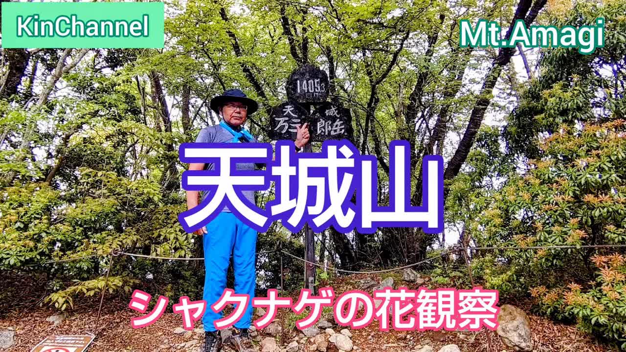 天城山でシャクナゲの花を観察