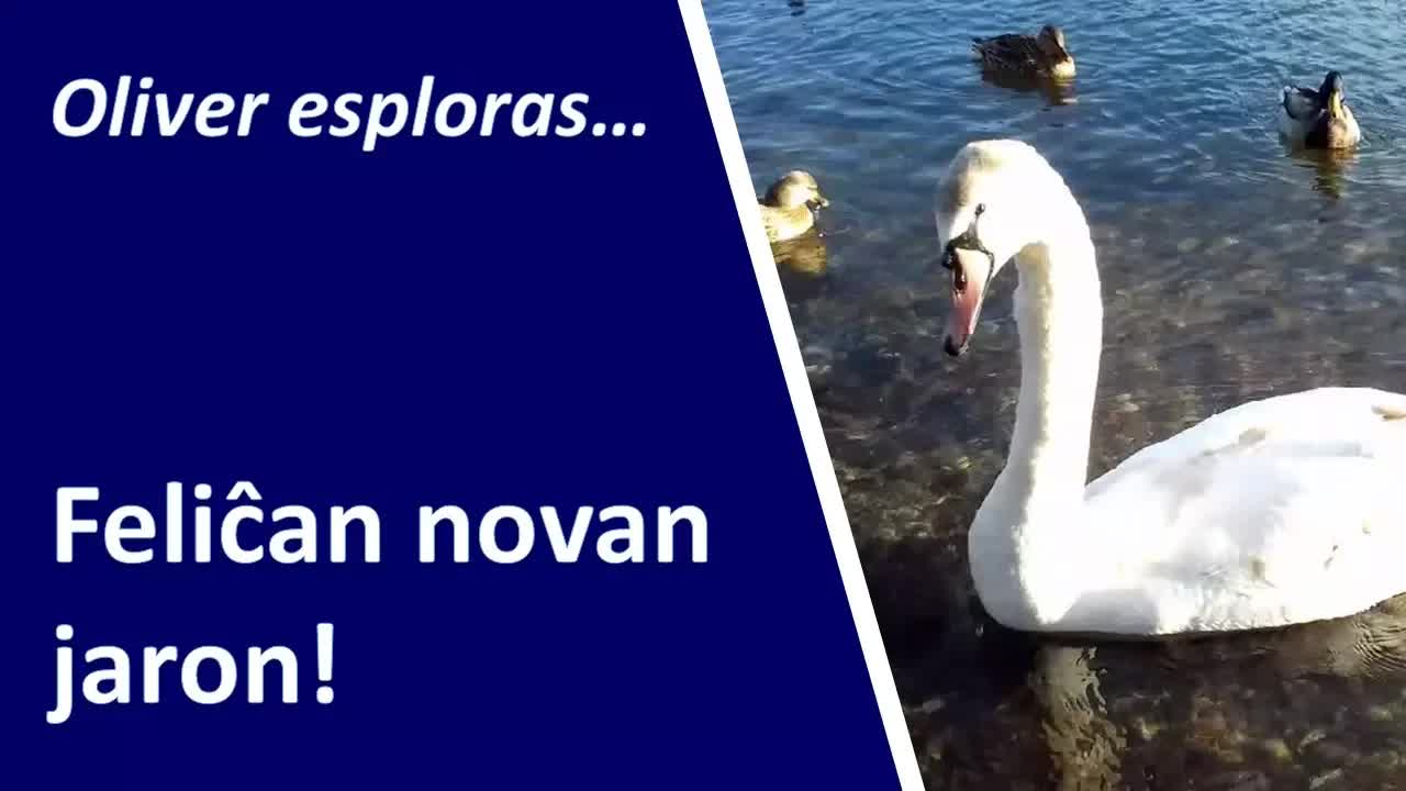 Feliĉan novan jaron! Lago kaj birdoj
