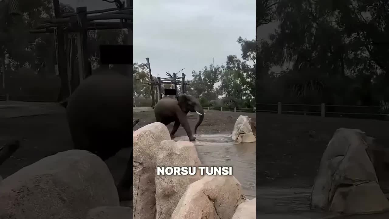 Norsu joka maalsi tunteensa eläintarhassa