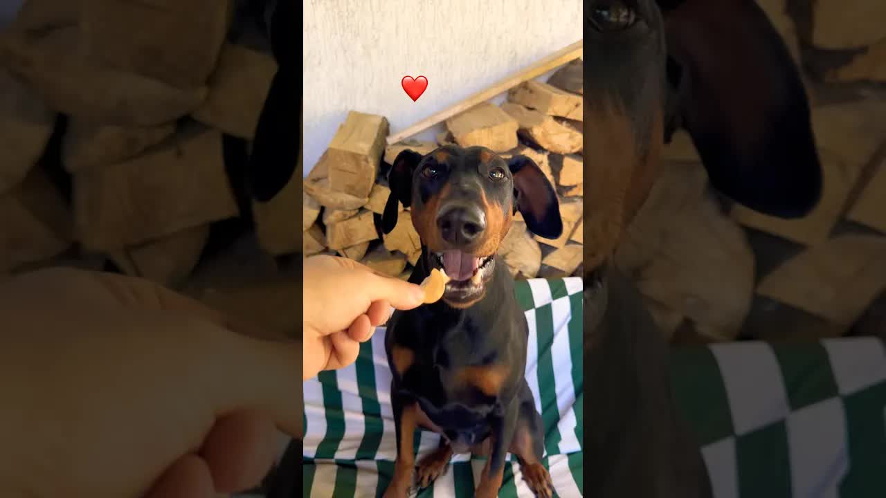Piškutek je nejlepší přítel člověka