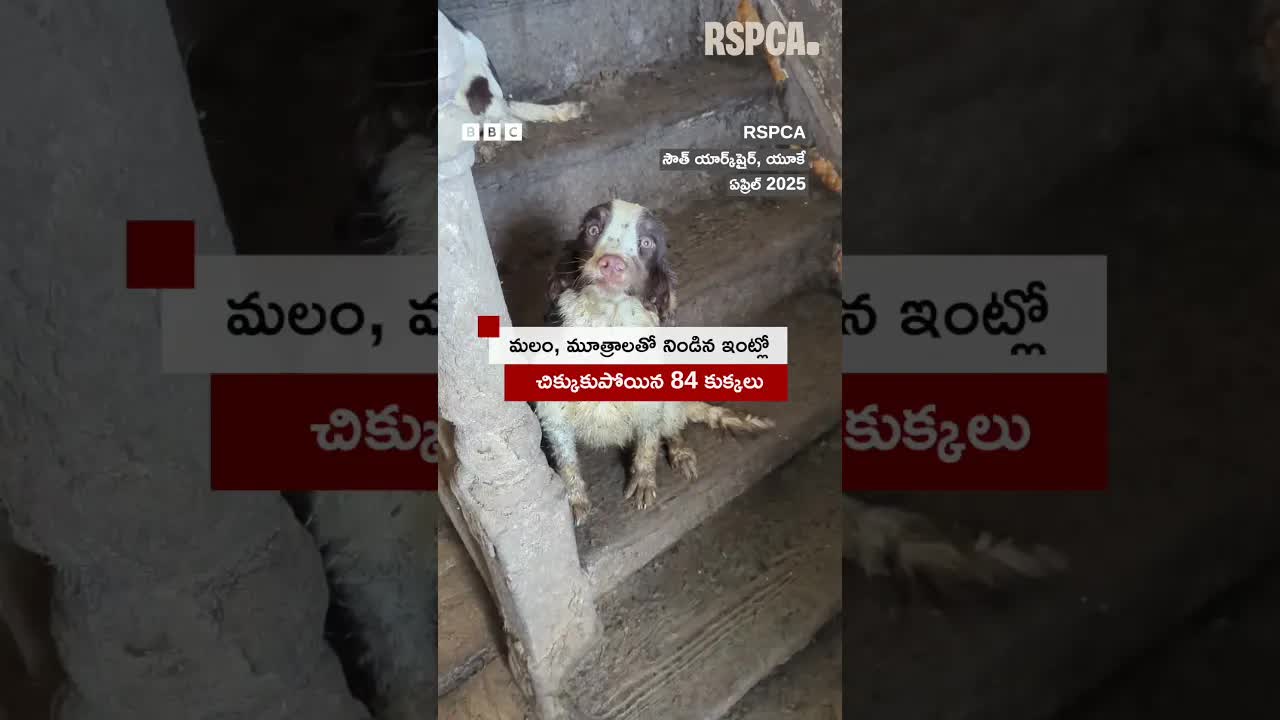 UKలో 84 కుక్కలను కాపాడిన ఘటన