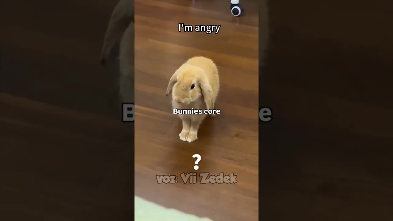 Coelhinhos aprontando e causando confusão