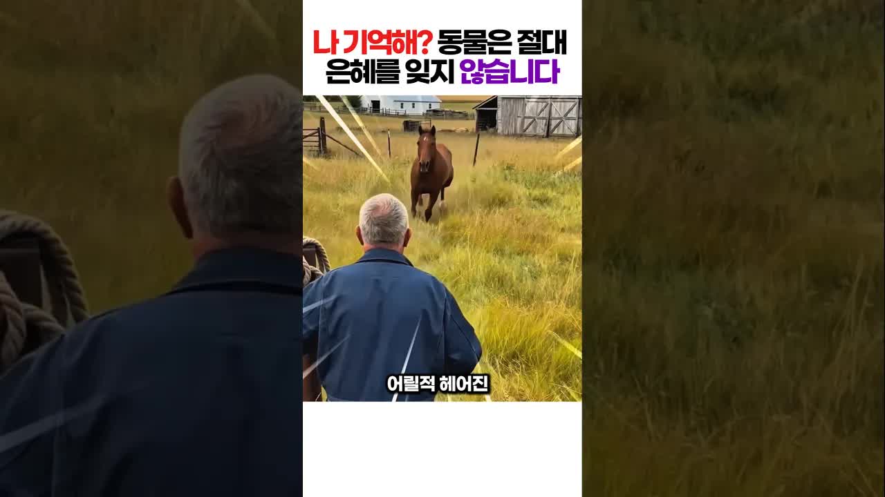 어릴 적 주인을 만난 말의 감동적인 재회