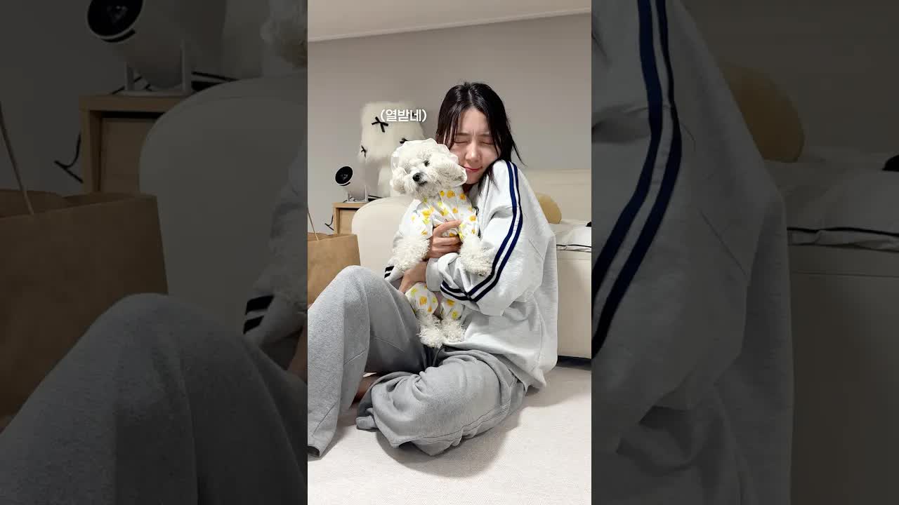 다이소에서 산 강아지 용품 리뷰