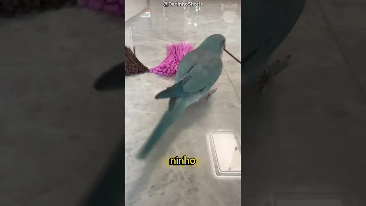 Nina escolhe a cor do seu ninho