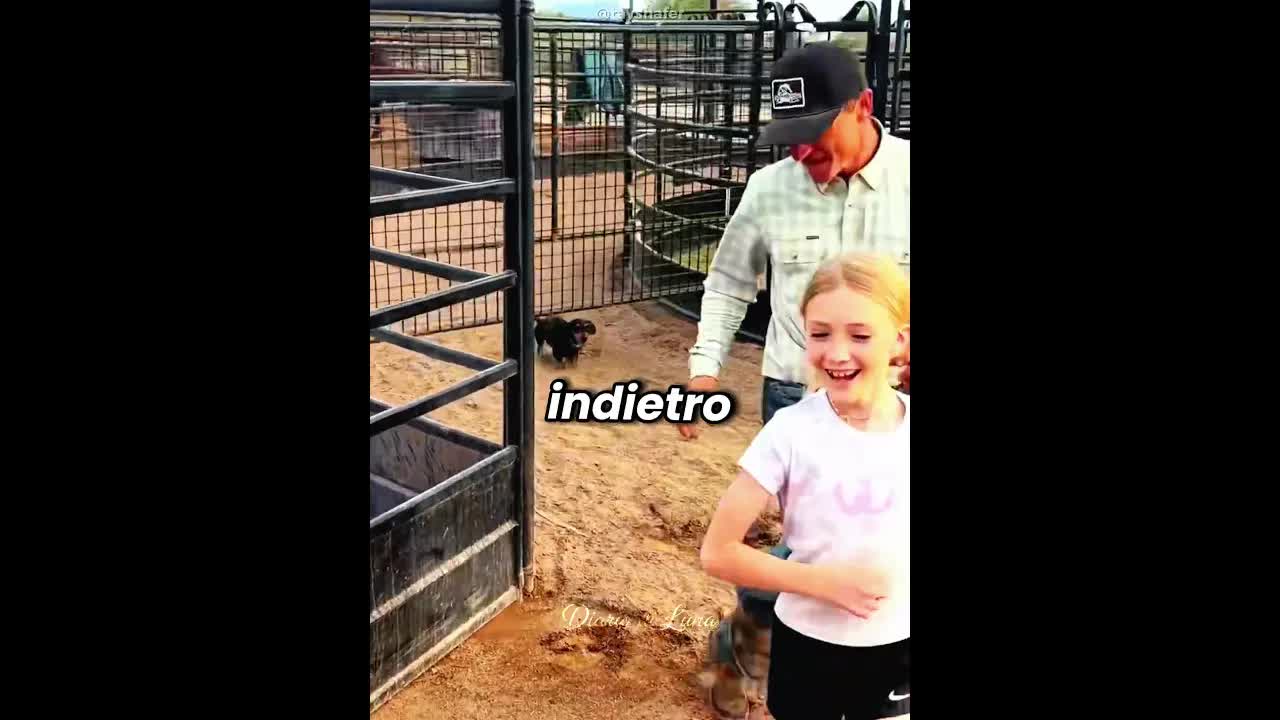 Il cane supera il cancello senza saltare