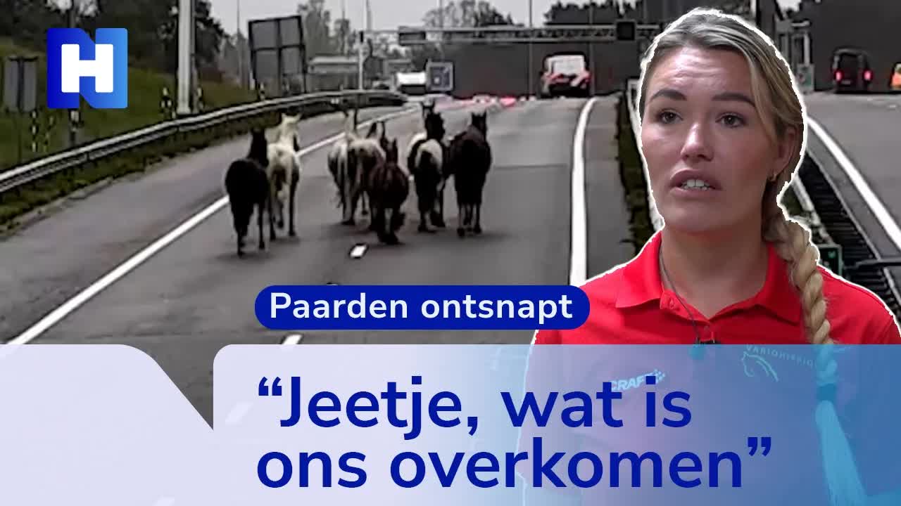 Manegehouder redt paarden van snelweg
