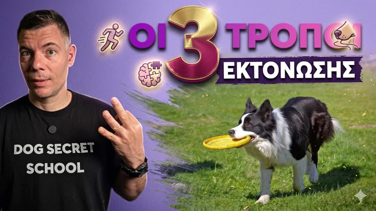 Πώς να εκτονώνεις σωστά τον σκύλο σου